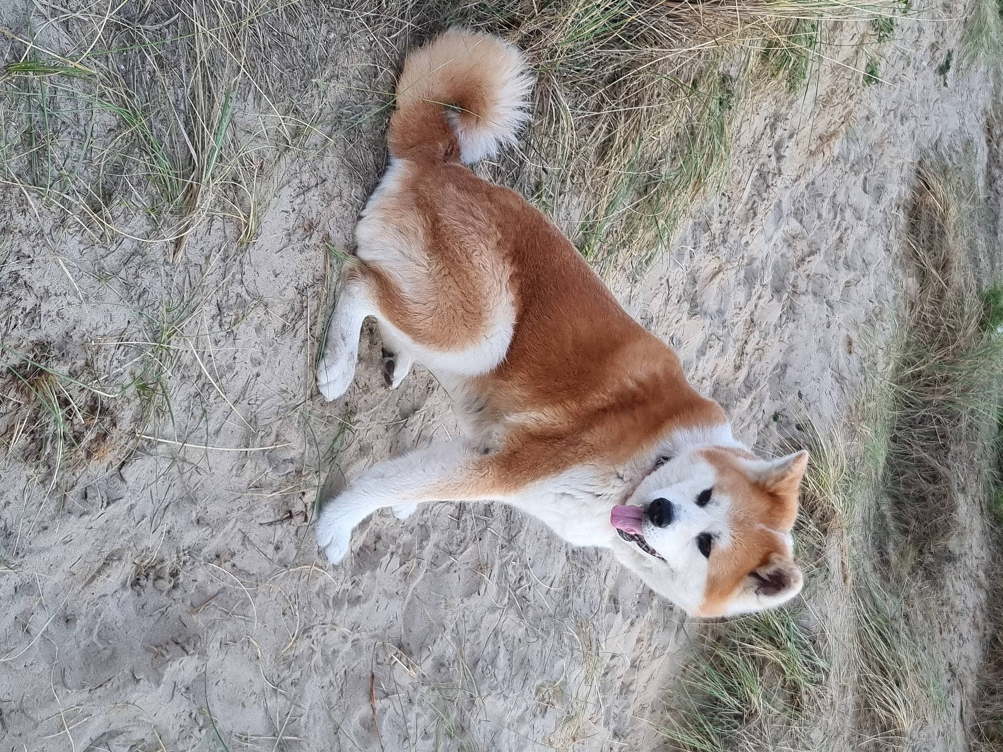 Himeka a rejoint le concours — aidez-le/la à gagner de superbes lots ! ancient_dog_breeds, canidae, carnivore, collar, companion_dog, dog, dog_breed, dog_supply, fawn, fur, grass, hunting_dog, non_sporting_group, plant, snout, spitz, sporting_group, tail, terrestrial_animal, wildlife