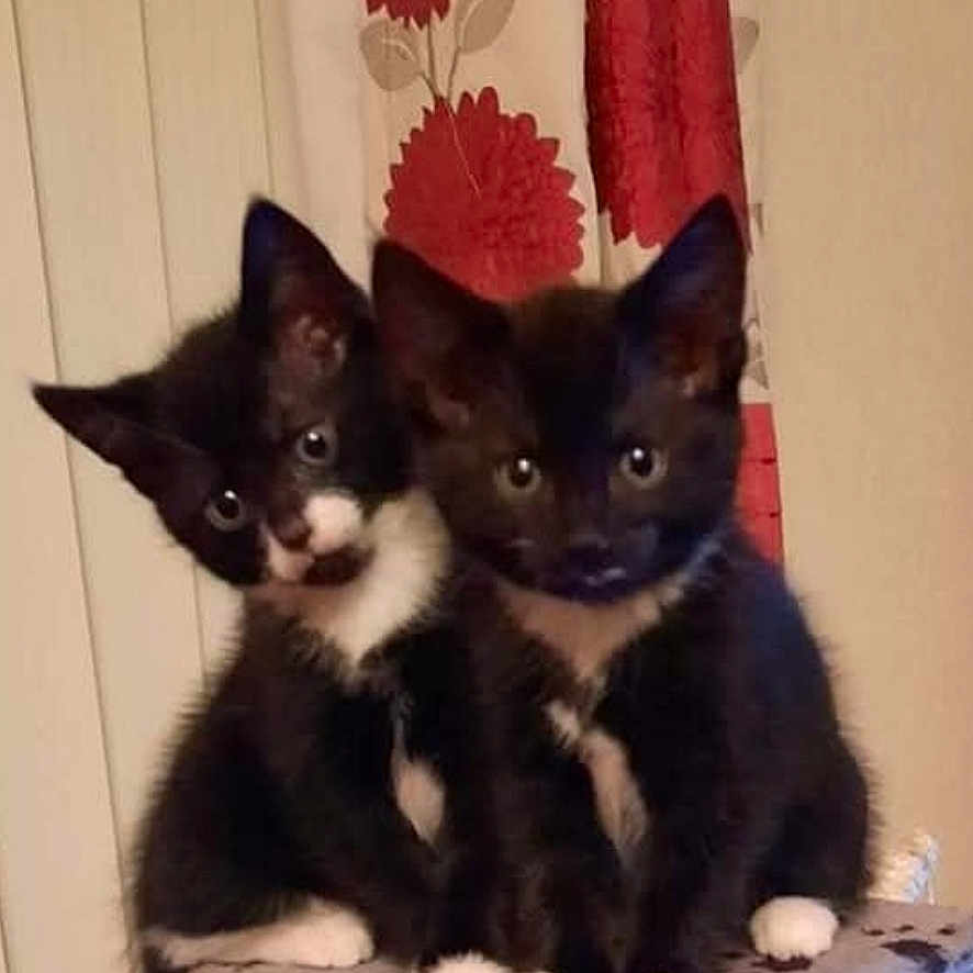 Jimmy Nd Judy joined the competition — help win amazing prizes! animal, black_and_white, cat, cat_tree, closeup, companions, curious, cute, domestic, ears, feline, fur, indoor, kitten, paws, pets, playful, sitting, whiskers, young