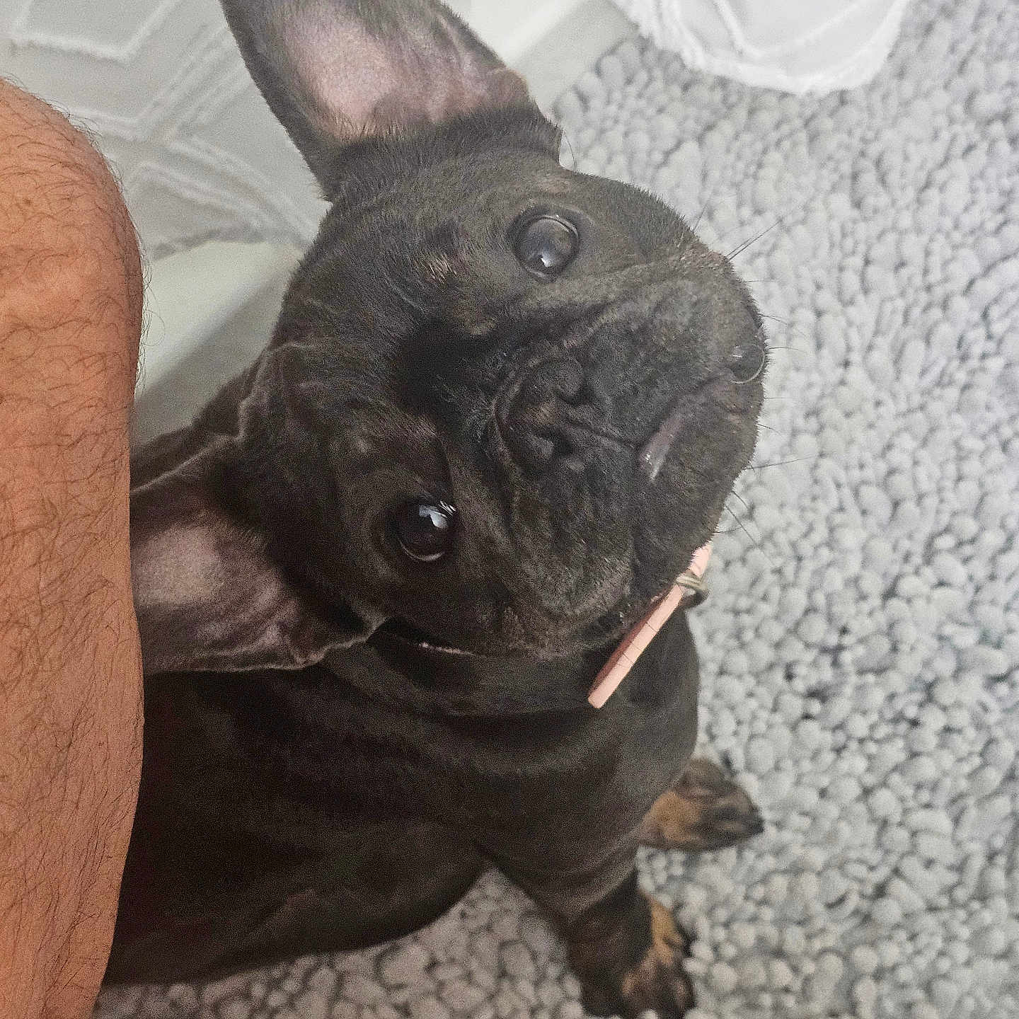 Lady joined the competition — help win amazing prizes! dog, french_bulldog, black_dog, pet, carpet, indoor, cute, looking_up, ear_up, collar, person_arm, white_blanket, texture, close_up, animal, companion, domestic_animal, fur, small_dog, floor