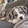 puppy, dog, blue_eyes, fluffy, tricolor, lying_down, couch, blanket, pillow, indoor, home, pet, cute, sleepy, close_up, portrait, fur, paws, relaxed, cozy