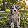 puppy, dog, wet_fur, blue_eyes, sitting, outdoors, park, grass, forest, trees, sunlight, backlighting, golden_hour, portrait, close_up, fluffy, scruffy, brown_and_white, pet, animal