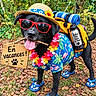 Nalah participe au concours pour gagner de l'argent avec cette photo : dog, black_dog, sunglasses, straw_hat, hawaiian_shirt, flower_lei, backpack, camping, outdoors, forest, vacation, travel, flip_flops, water_bottle, wooden_sign, tongue_out, pet_costume, colorful, nature, funny