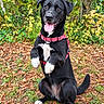 Nalah participe au concours pour gagner de l'argent avec cette photo : dog, black_and_white, sitting, outdoor, forest, woodland, leaves, grass, autumn, harness, collar, red, tongue, open_mouth, happy, playful, portrait, full_body, animal, nature