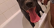 Nalah participe au concours pour gagner de l'argent avec cette photo : dog, black_dog, bathroom, bathtub, bathing, wet, tongue, happy, panting, pet, grooming, person, hand, shower, tiles, white_tub, indoor, portrait, funny, closeup