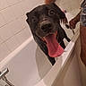 dog, black_dog, bathroom, bathtub, bathing, wet, tongue, happy, panting, pet, grooming, person, hand, shower, tiles, white_tub, indoor, portrait, funny, closeup