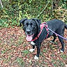 dog, black_dog, white_chest, white_paws, tongue_out, harness, leash, standing, outdoors, forest, woodland, trail, fallen_leaves, foliage, trees, grass, autumn, pet, animal, portrait