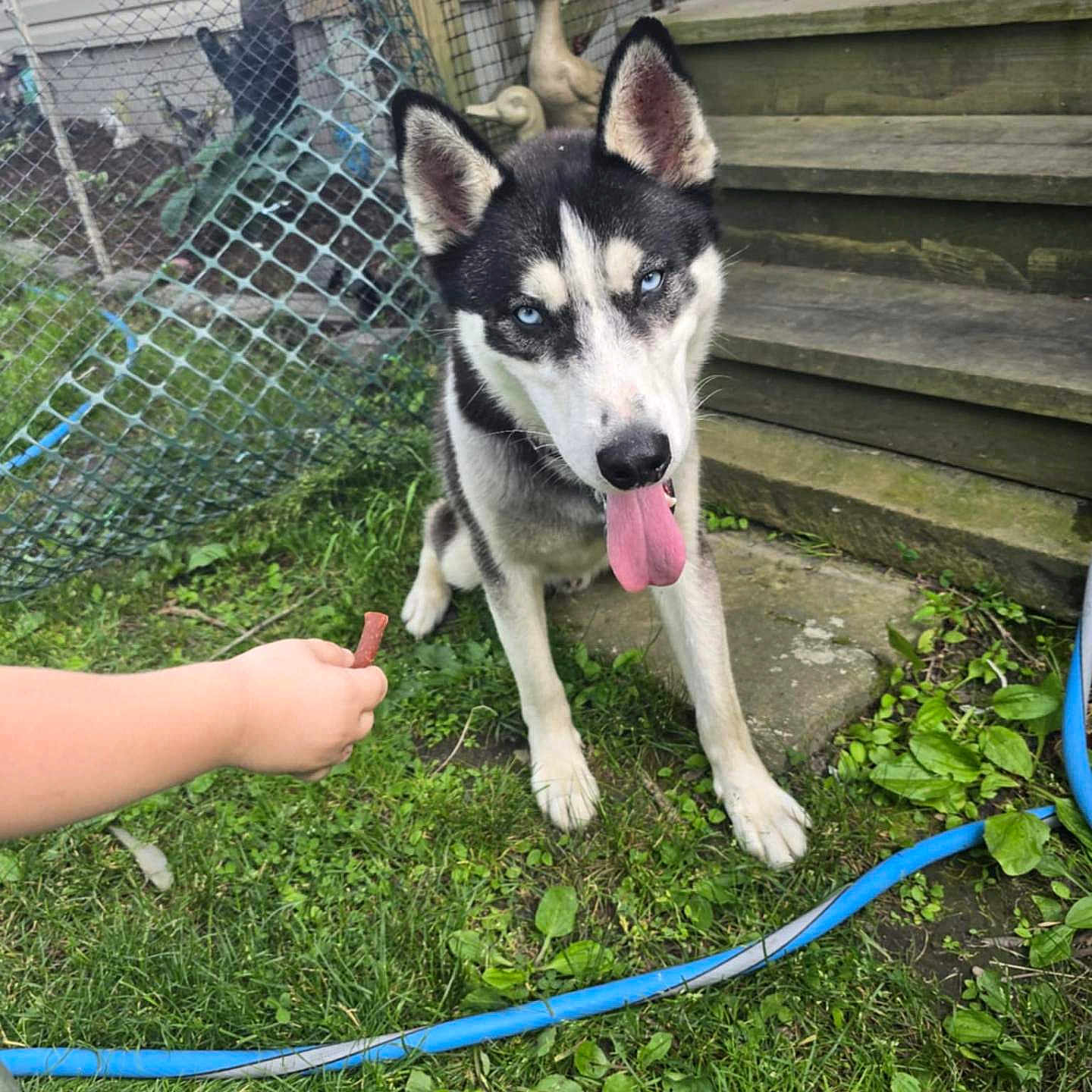 Blu joined the competition — help win amazing prizes! animal, backyard, blue_eyes, canine, child_hand, decor_ducks, dog, fence, garden_hose, grass, greenery, leisure, outdoor, pet, playful, siberian_husky, summer, tongue_out, treat, wooden_steps