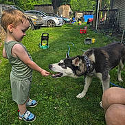 Blu is registered to the contest to win money with this photo: backyard, casual, child, collar, dog, feeding, grass, greenery, husky, legs, nature, outdoor, person, pet, play, shoes, summer, toddler, toy, vehicle