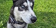 Blu joined the competition — help win amazing prizes! alert, animal, blue_eyes, canine, chair, collar, daylight, dog, ears, fur, grass, greenery, leash, muzzle, nature, outdoor, pet, portrait, siberian_husky, tree