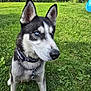 alert, animal, blue_eyes, canine, chair, collar, daylight, dog, ears, fur, grass, greenery, leash, muzzle, nature, outdoor, pet, portrait, siberian_husky, tree