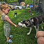 Blu joined the competition — help win amazing prizes! backyard, casual, child, collar, dog, feeding, grass, greenery, husky, legs, nature, outdoor, person, pet, play, shoes, summer, toddler, toy, vehicle