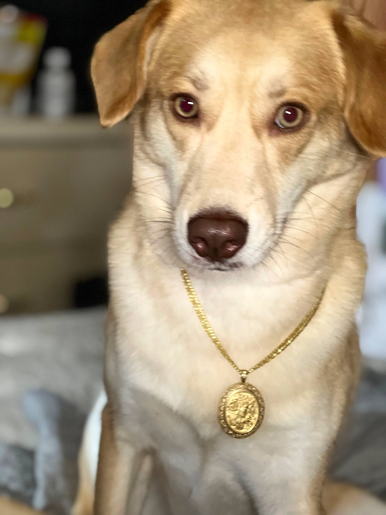 Rissy joined the competition — help win amazing prizes! ancient_dog_breeds, canidae, carnivore, collar, companion_dog, dog, dog_breed, dog_collar, fawn, firefighter, fur, leash, pet_supply, snout, sporting_group, street_dog, terrestrial_animal, whiskers, working_animal, working_dog