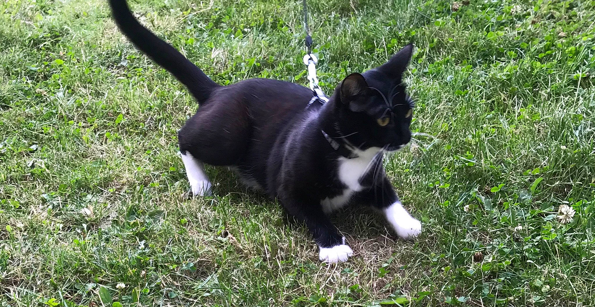 Calou participe au concours pour gagner de l'argent avec cette photo : black_cat, canidae, carnivore, cat, dog_breed, domestic_short_haired_cat, eye, felidae, fur, grass, plant, small_to_medium_sized_cats, snout, sporting_group, tail, terrestrial_animal, tree, whiskers, wildlife