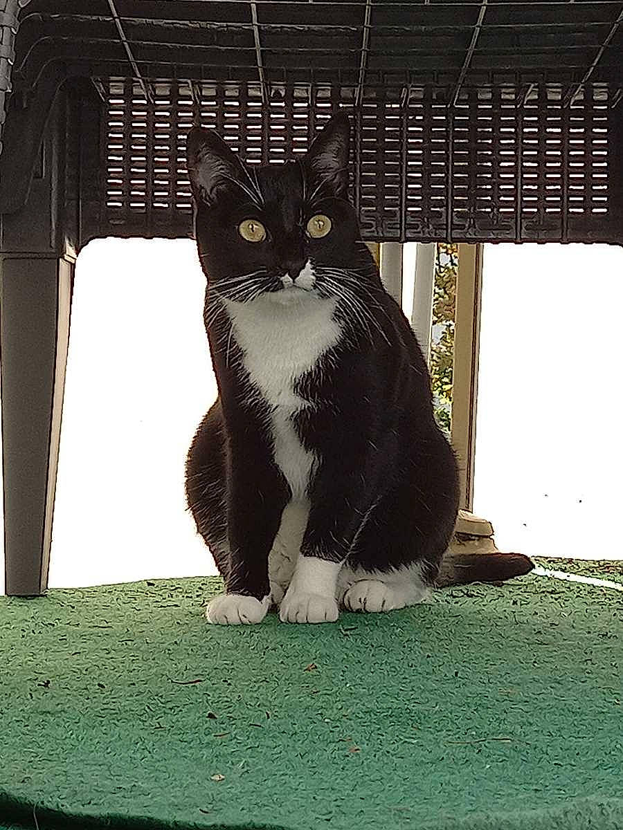 Calou participe au concours pour gagner de l'argent avec cette photo : animal_shelter, black_cat, carnivore, cat, domestic_short_haired_cat, felidae, fur, monochrome, monochrome_photography, paw, photo_caption, shadow, sitting, small_to_medium_sized_cats, snout, tail, terrestrial_animal, tints_and_shades, whiskers, window