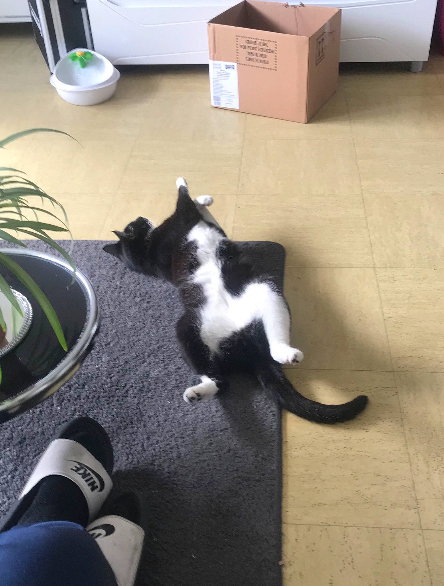 Calou a rejoint le concours — aidez-le/la à gagner de superbes lots ! black, carnivore, carton, cat, companion_dog, dog_breed, felidae, floor, flooring, hardwood, houseplant, human_leg, light, plant, shipping_box, small_to_medium_sized_cats, tail, whiskers, white, wood