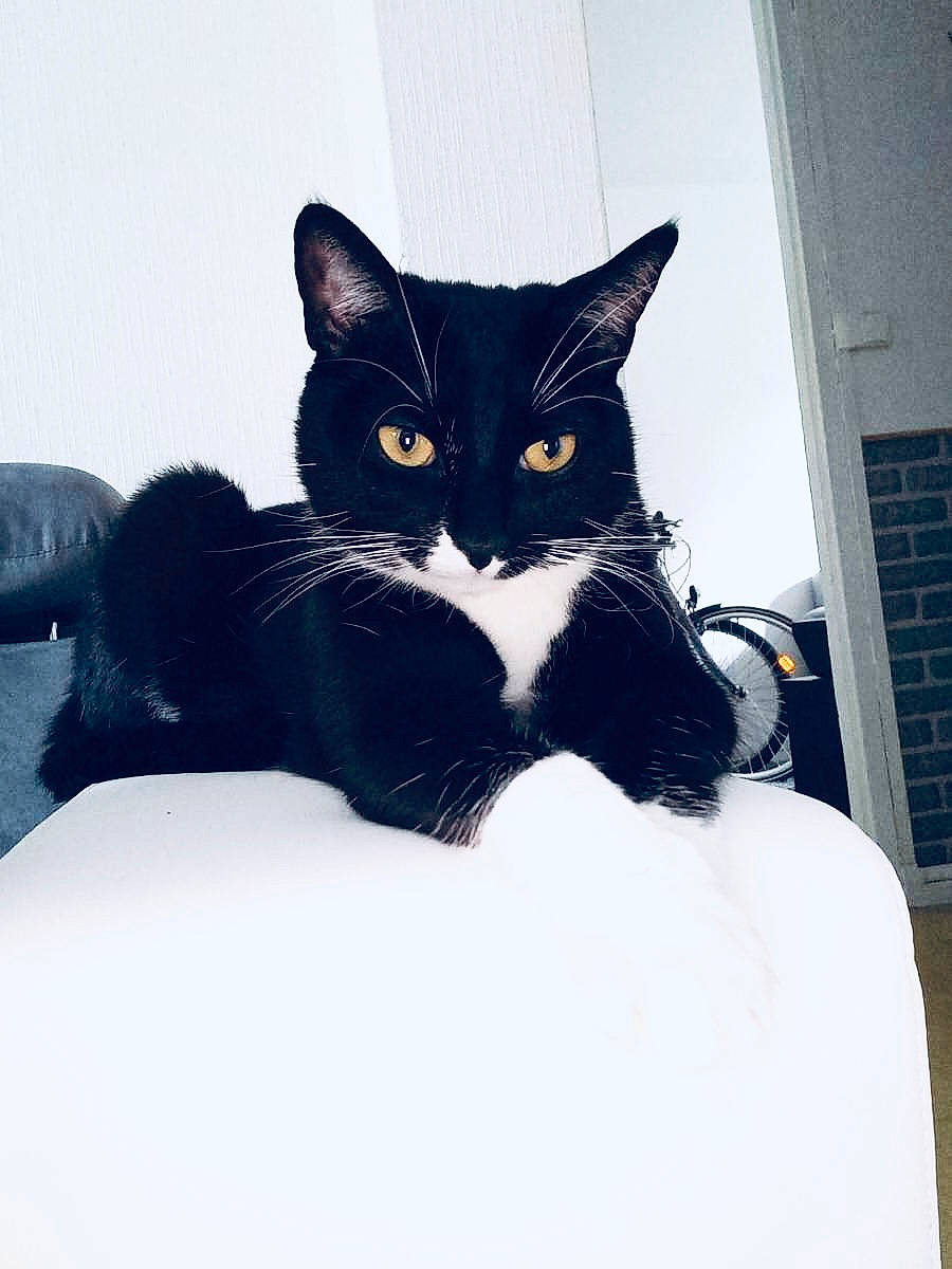 Calou participe au concours pour gagner de l'argent avec cette photo : black_cat, carnivore, cat, comfort, domestic_short_haired_cat, electric_blue, felidae, foot, fur, grey, human_leg, paw, sitting, sleeve, small_to_medium_sized_cats, snout, tail, textile, whiskers, window