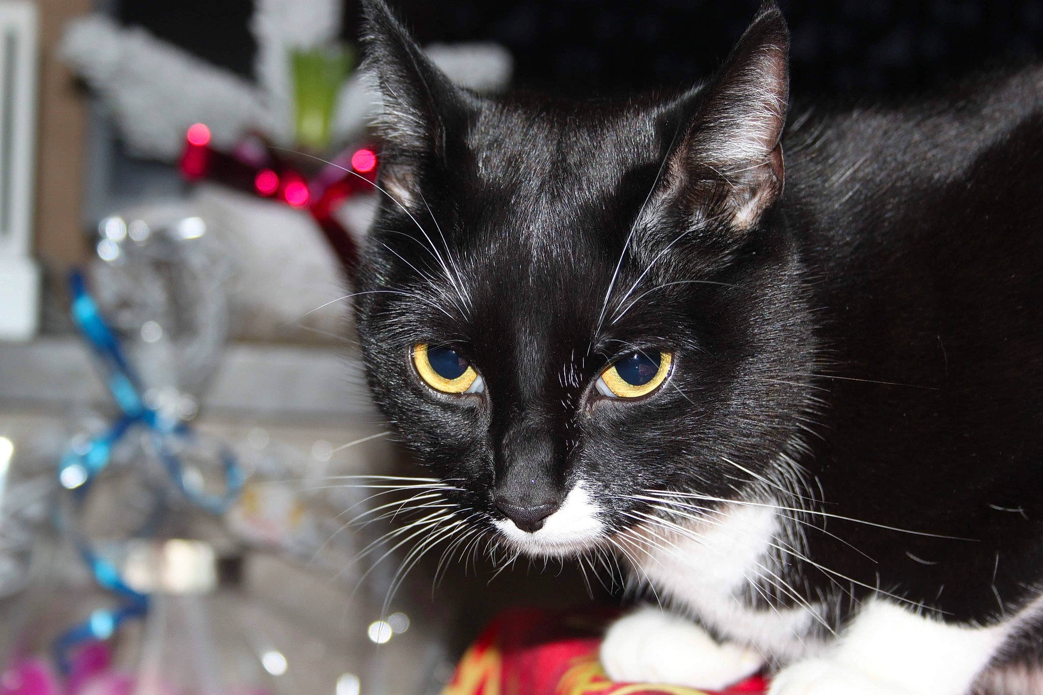 Calou participe au concours pour gagner de l'argent avec cette photo : carnivore, cat, domestic_short_haired_cat, electric_blue, event, felidae, fur, grass, holiday, small_to_medium_sized_cats, snout, tail, tree, whiskers, window