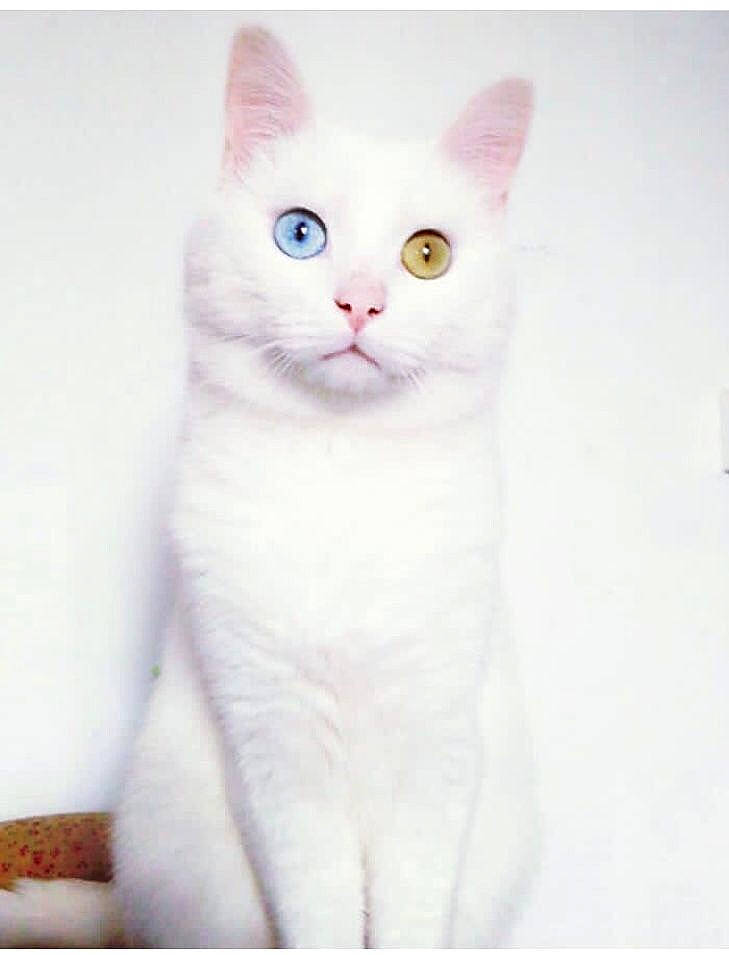 Maho participe au concours pour gagner de l'argent avec cette photo : carnivore, cat, comfort, domestic_short_haired_cat, ear, felidae, fur, paw, small_to_medium_sized_cats, snout, tail, whiskers