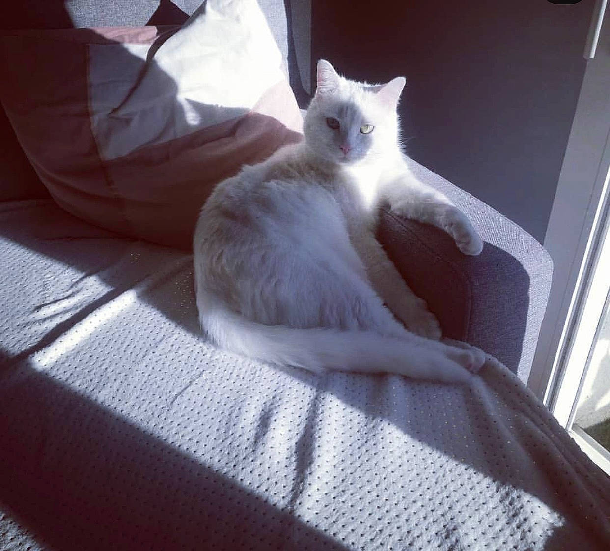 Maho participe au concours pour gagner de l'argent avec cette photo : bed, bedding, carnivore, cat, comfort, domestic_short_haired_cat, fawn, felidae, fur, grey, head, linens, paw, plant, room, small_to_medium_sized_cats, snout, tail, textile, whiskers