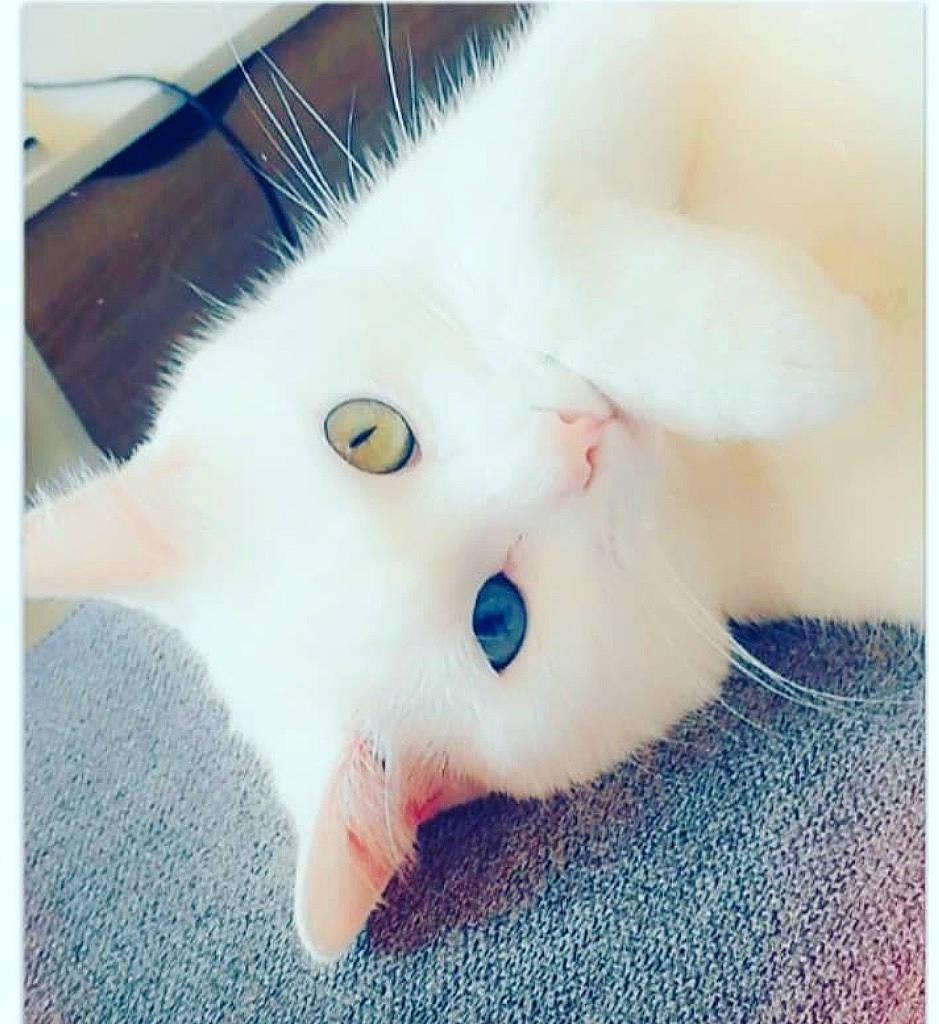 Maho a rejoint le concours — aidez-le/la à gagner de superbes lots ! art, carnivore, cat, claw, domestic_short_haired_cat, ear, fang, fawn, felidae, foot, fur, paw, plush, rectangle, small_to_medium_sized_cats, snout, tail, whiskers, woven_fabric