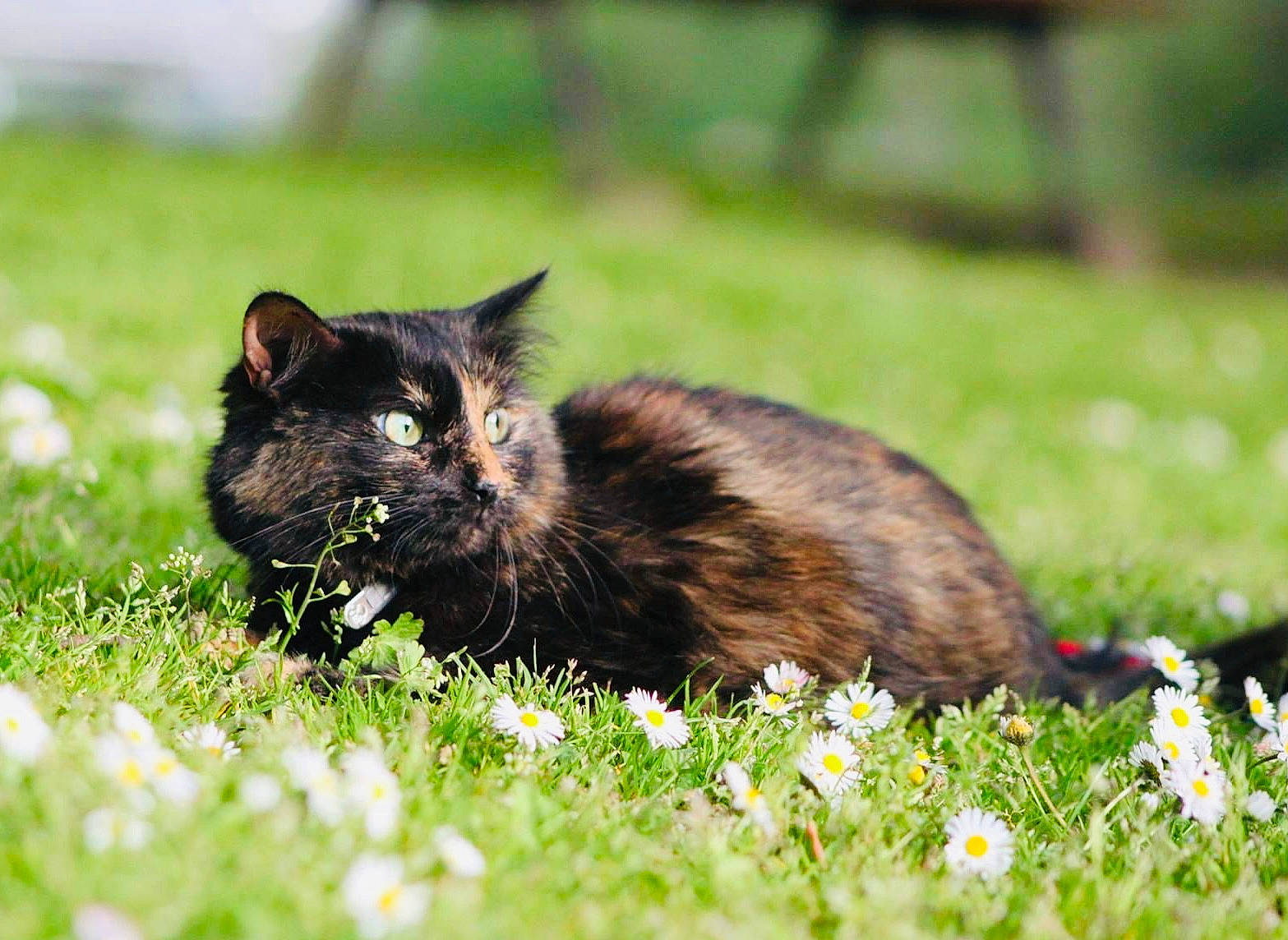 Caline participe au concours pour gagner de l'argent avec cette photo : carnivore, cat, dog_breed, domestic_short_haired_cat, felidae, flower, fur, grass, grassland, groundcover, herbaceous_plant, natural_landscape, pasture, plant, small_to_medium_sized_cats, tail, terrestrial_animal, whiskers, wildlife