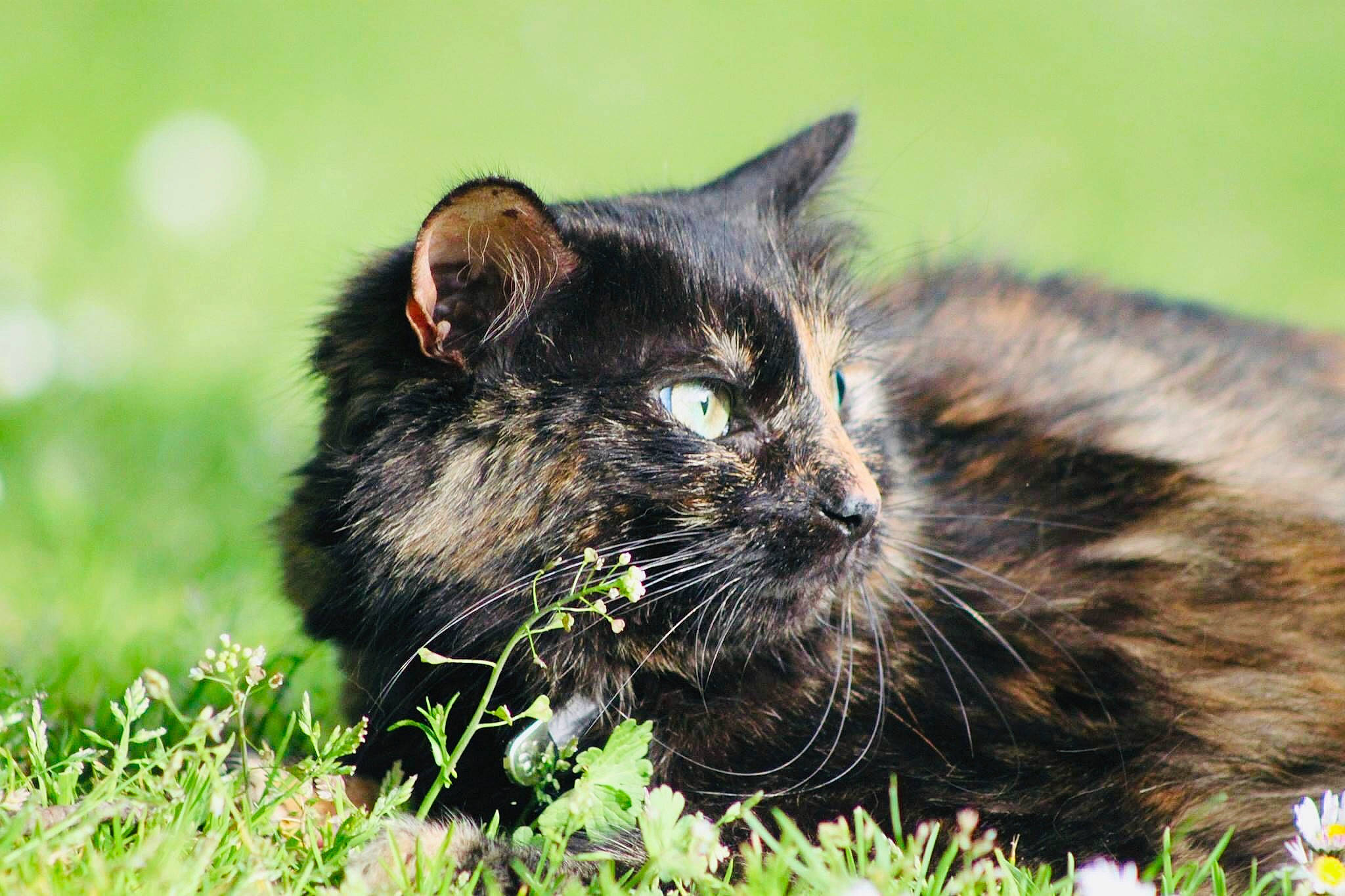Caline participe au concours pour gagner de l'argent avec cette photo : carnivore, cat, domestic_short_haired_cat, felidae, fur, grass, grassland, groundcover, plant, sitting, small_to_medium_sized_cats, snout, terrestrial_animal, whiskers, wildlife