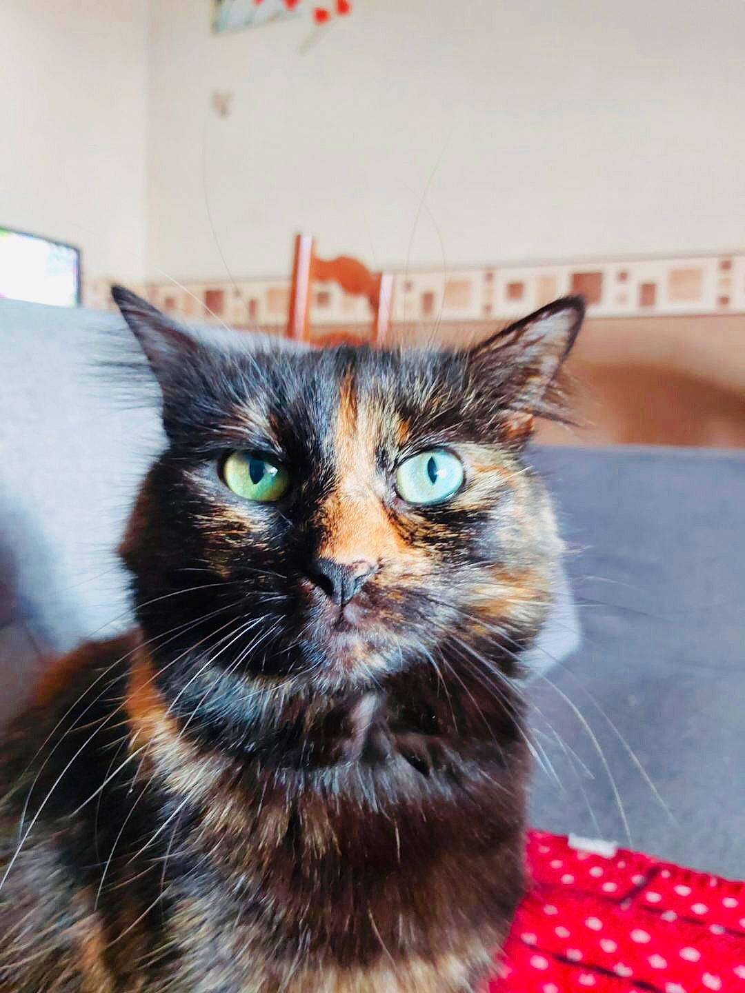 Caline a rejoint le concours — aidez-le/la à gagner de superbes lots ! black_cat, carnivore, cat, claw, domestic_short_haired_cat, felidae, fur, room, small_to_medium_sized_cats, snout, terrestrial_animal, whiskers