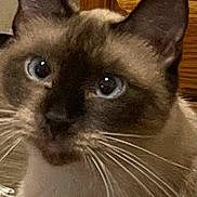 Miku is registered to the contest to win money with this photo: cat, siamese_cat, pet, animal, portrait, close_up, blue_eyes, whiskers, ears, fur, cream_fur, dark_face, indoors, wooden_background, alert, cute, looking_at_camera, feline, headshot, photography