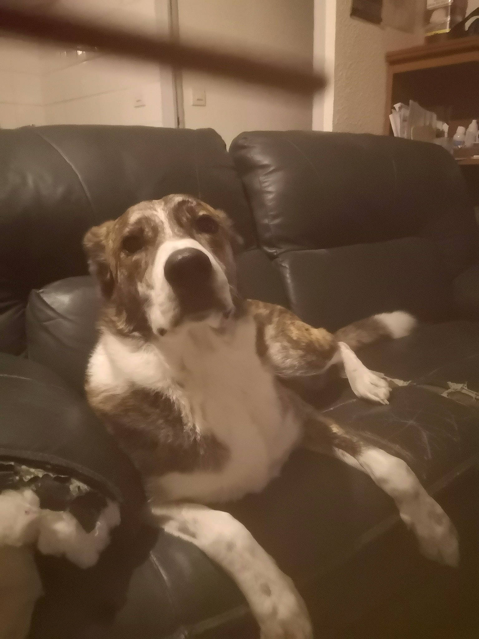 Combo a rejoint le concours — aidez-le/la à gagner de superbes lots ! canidae, carnivore, comfort, companion_dog, couch, dog, dog_breed, fur, guard_dog, non_sporting_group, paw, picture_frame, sporting_group, whiskers, window, working_animal