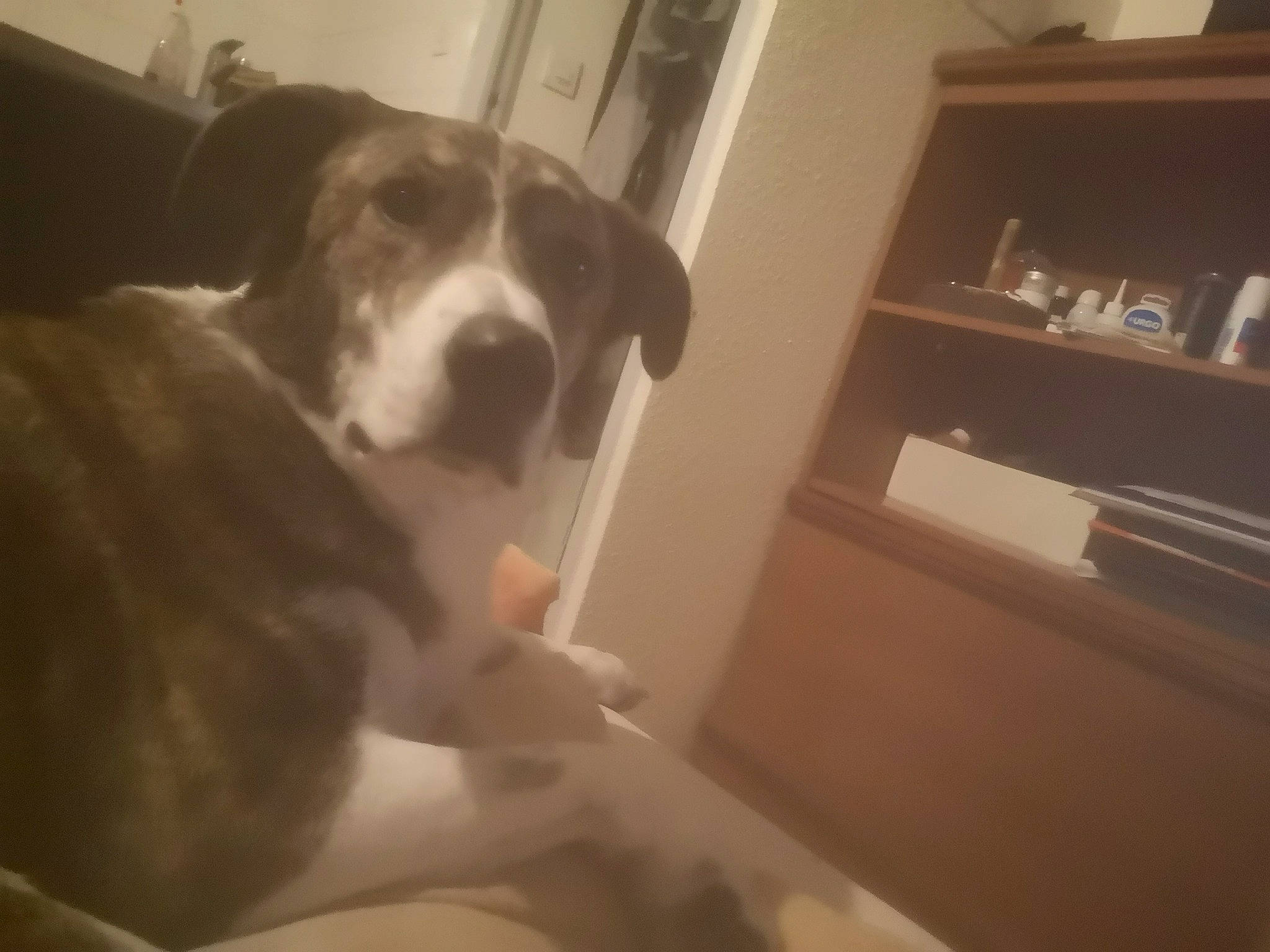 Combo participe au concours pour gagner de l'argent avec cette photo : bored, canidae, carnivore, comfort, companion_dog, dog, dog_breed, fawn, flooring, fur, gun_dog, hardwood, room, shelf, shelving, snout, sporting_group, tail, tennis_ball, working_animal