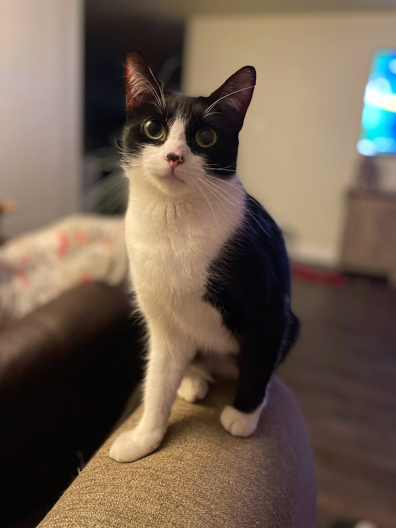 Chicken is registered to the contest to win money with this photo: carnivore, cat, domestic_short_haired_cat, felidae, flooring, formal_wear, fur, hardwood, monochrome_photography, paw, sitting, small_to_medium_sized_cats, snout, tail, whiskers, wood