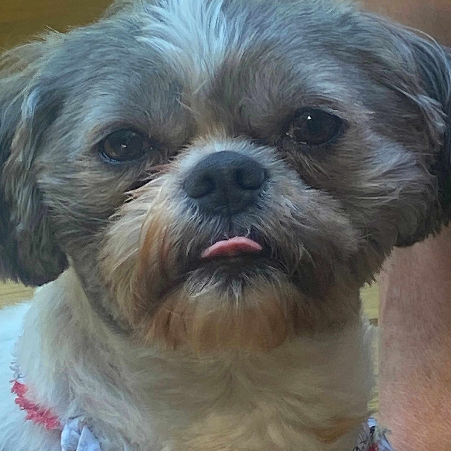 Sir Gizmo joined the competition — help win amazing prizes! dog, pet, close_up, small_dog, fluffy, tongue_out, collar, bow, cute, indoor, portrait, animal, fur, face, friendly, domestic_animal, canine, mammal, companion, adorable