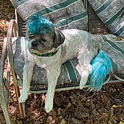 Sir Gizmo is registered to the contest to win money with this photo: dog, small_dog, blue_hair, colored_fur, outdoor, chair, striped_cushion, leaf_litter, pine_cones, relaxed, pet, animal, summer, nature, furniture, sitting, cute, fluffy, collar, shaded