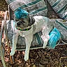 dog, small_dog, blue_hair, colored_fur, outdoor, chair, striped_cushion, leaf_litter, pine_cones, relaxed, pet, animal, summer, nature, furniture, sitting, cute, fluffy, collar, shaded