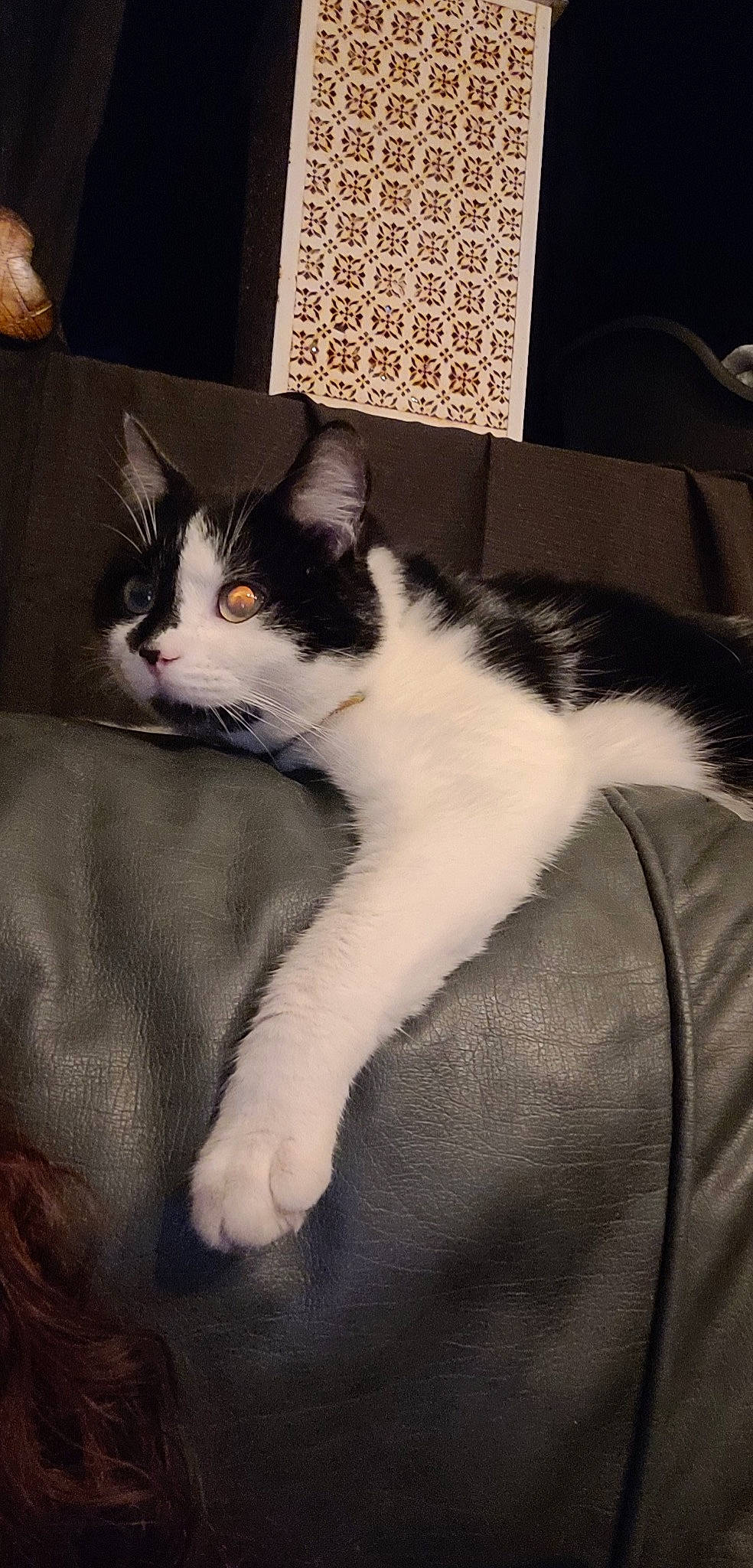 Titi participe au concours pour gagner de l'argent avec cette photo : carnivore, cat, claw, comfort, domestic_short_haired_cat, felidae, fur, monochrome_photography, paw, sitting, small_to_medium_sized_cats, snout, tail, whiskers