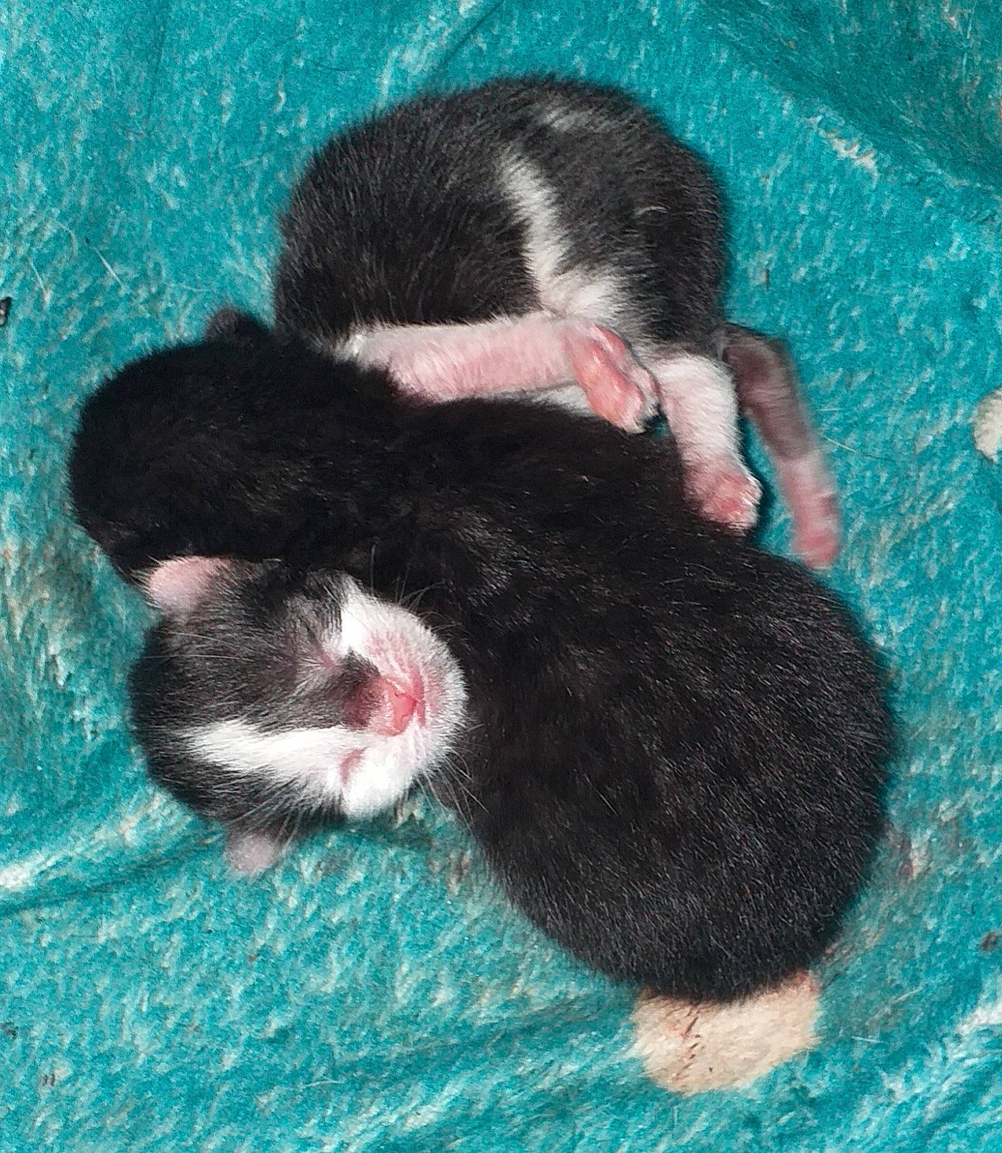 Titi participe au concours pour gagner de l'argent avec cette photo : claw, comfort, foot, fur, mammal, nail, organism, paw, snout, tail, terrestrial_animal, vertebrate, whiskers, wool, woolen