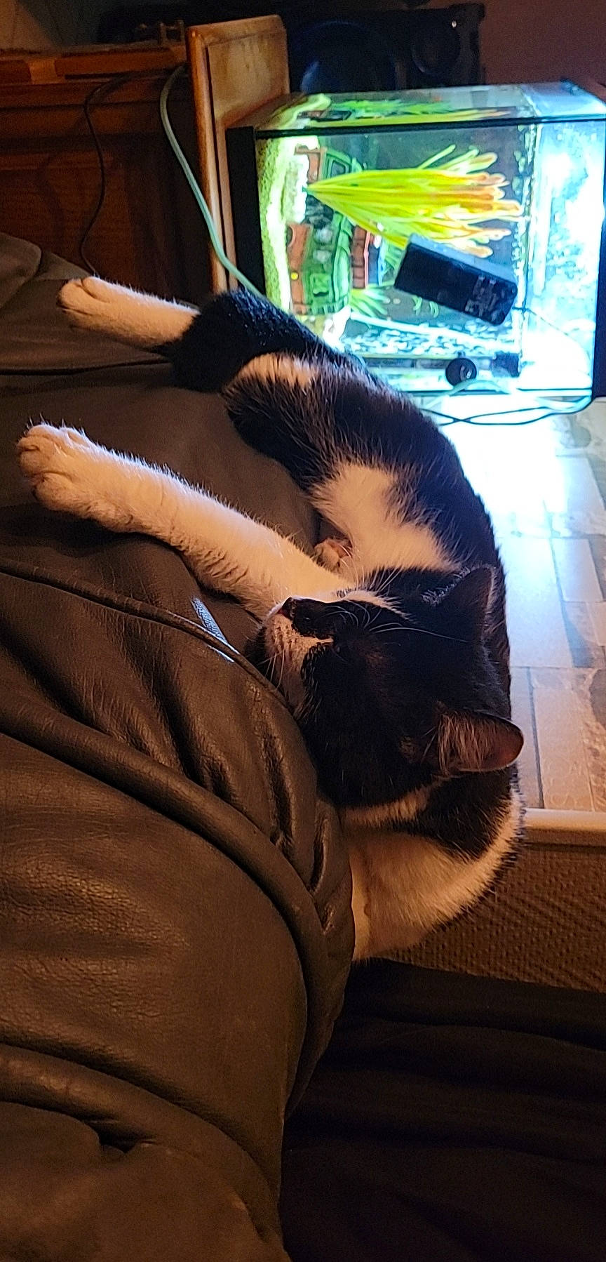 Titi a rejoint le concours — aidez-le/la à gagner de superbes lots ! carnivore, cat, comfort, companion_dog, dog_breed, domestic_short_haired_cat, felidae, flooring, fur, gesture, human_leg, lap, small_to_medium_sized_cats, snout, sporting_group, tail, thigh, tints_and_shades, whiskers, wood