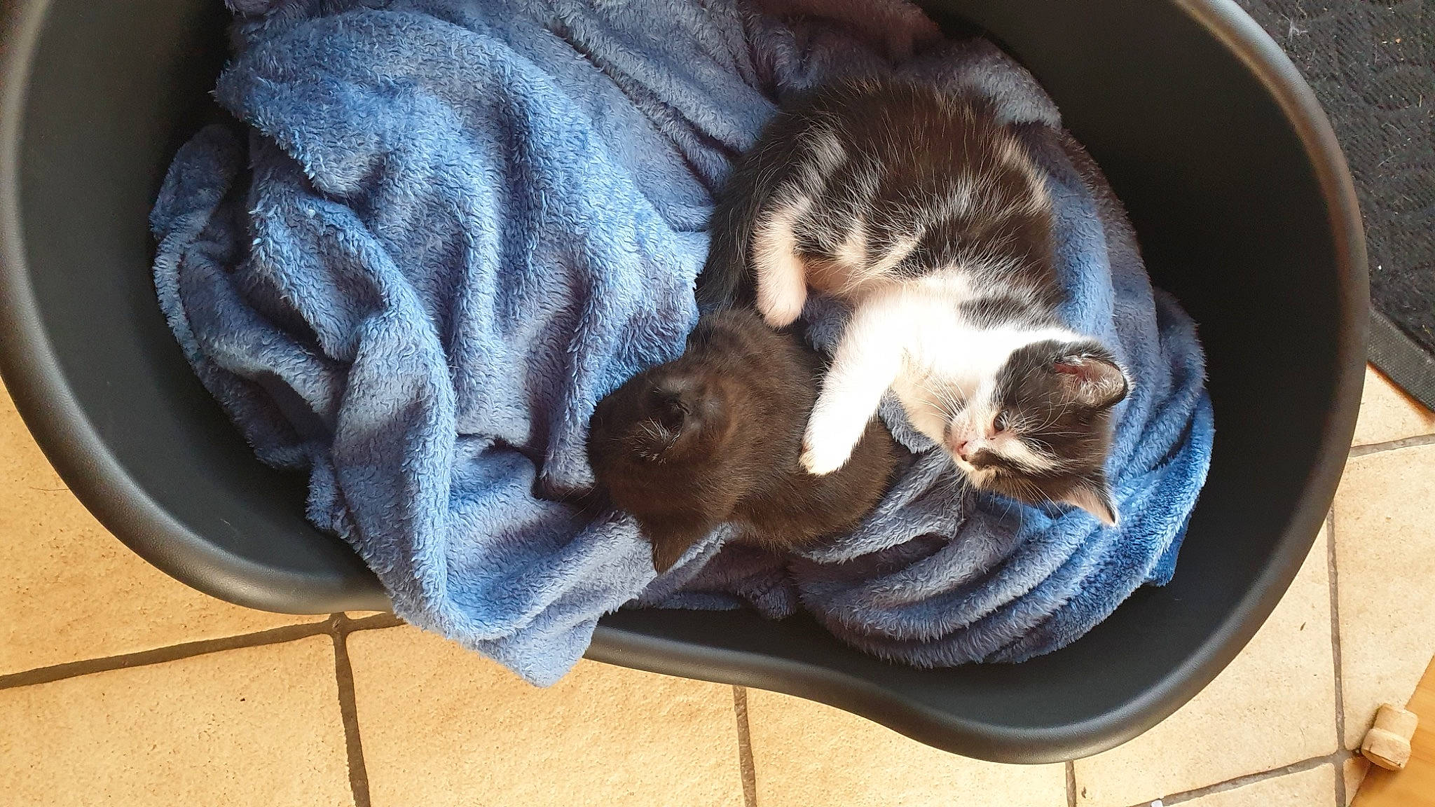 Titi participe au concours pour gagner de l'argent avec cette photo : carnivore, cat, claw, comfort, companion_dog, dog_breed, domestic_short_haired_cat, fawn, felidae, fur, mammal, nap, paw, small_to_medium_sized_cats, sneakers, sporting_group, tail, vertebrate, whiskers, wood