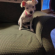 Sophie joined the competition — help win amazing prizes! animal, architecture, armchair, building, canine, chair, couch, cushion, dog, furniture, homedecor, indoors, interiordesign, livingroom, machine, pet, puppy, room, wheel, whitedog