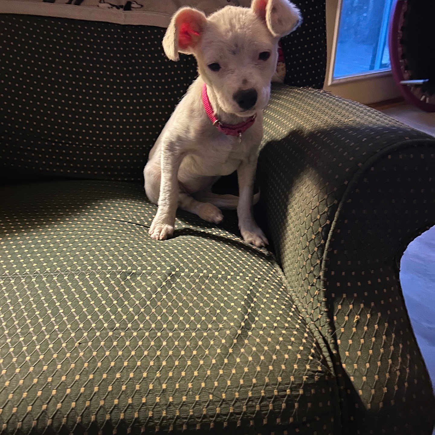 Sophie