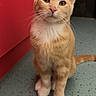 cat, orange_tabby, white_paws, white_chest, indoor, floor, speckled_floor, red_cabinet, pet, animal, curious, sitting, feline, whiskers, ears, tail, looking_up, cute, domestic_cat, young_cat