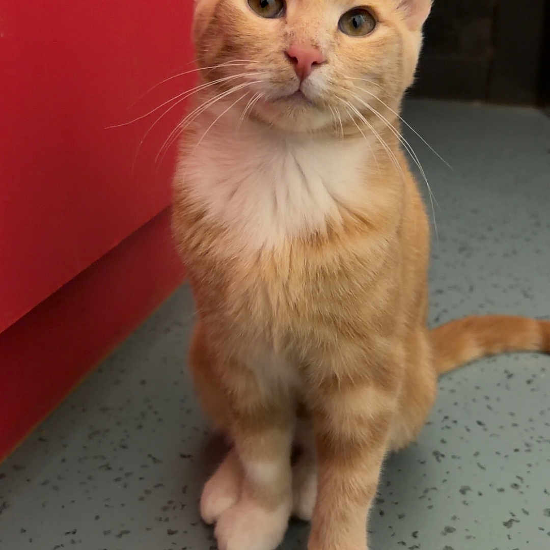 Louni a rejoint le concours — aidez-le/la à gagner de superbes lots ! cat, orange_tabby, white_paws, white_chest, indoor, floor, speckled_floor, red_cabinet, pet, animal, curious, sitting, feline, whiskers, ears, tail, looking_up, cute, domestic_cat, young_cat