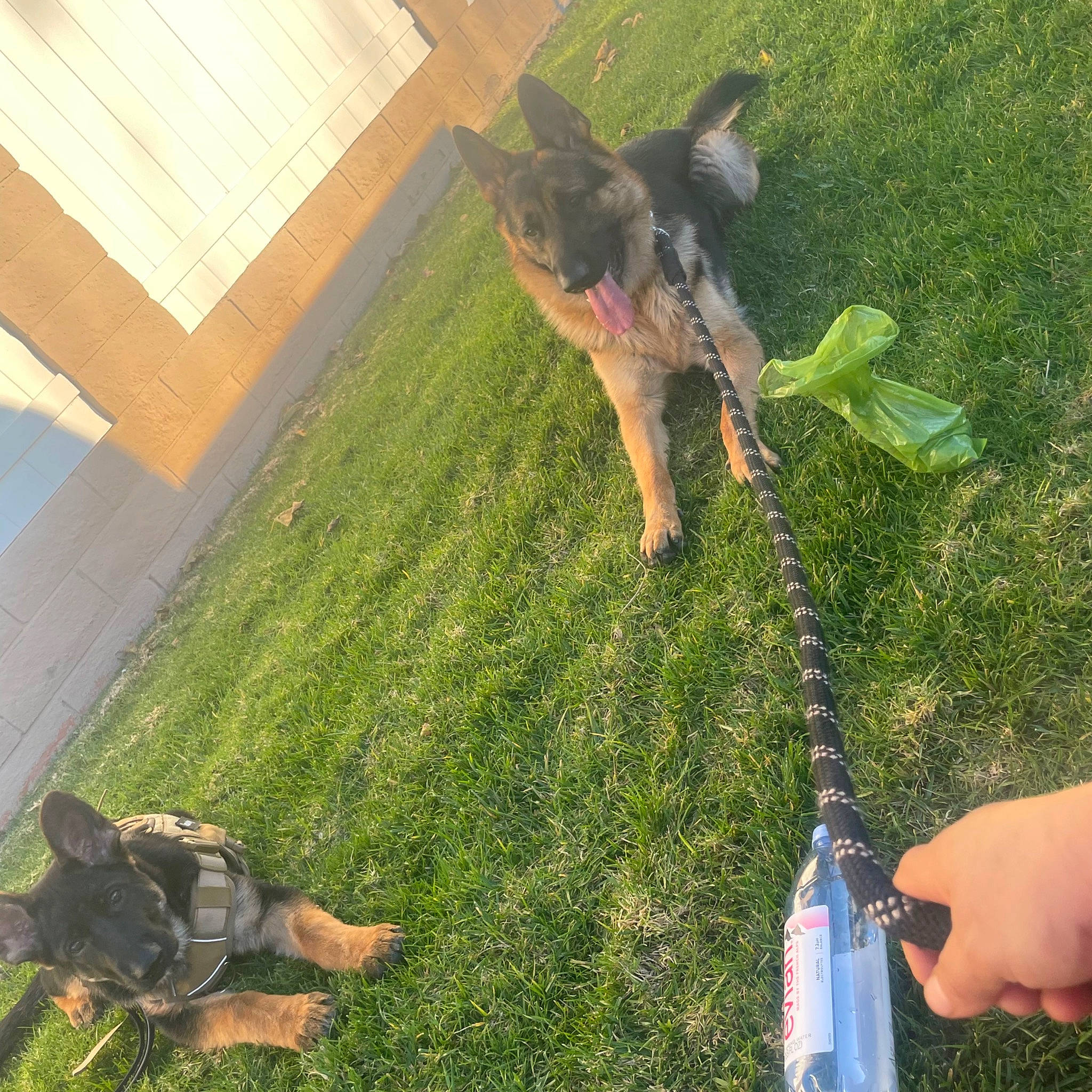 Scooby is registered to the contest to win money with this photo: bottle, canidae, carnivore, companion_dog, dog, dog_breed, fawn, flooring, fun, grass, lawn, leisure, plastic_bottle, recreation, sporting_group, tail, water_bottle, wood, working_dog, yard