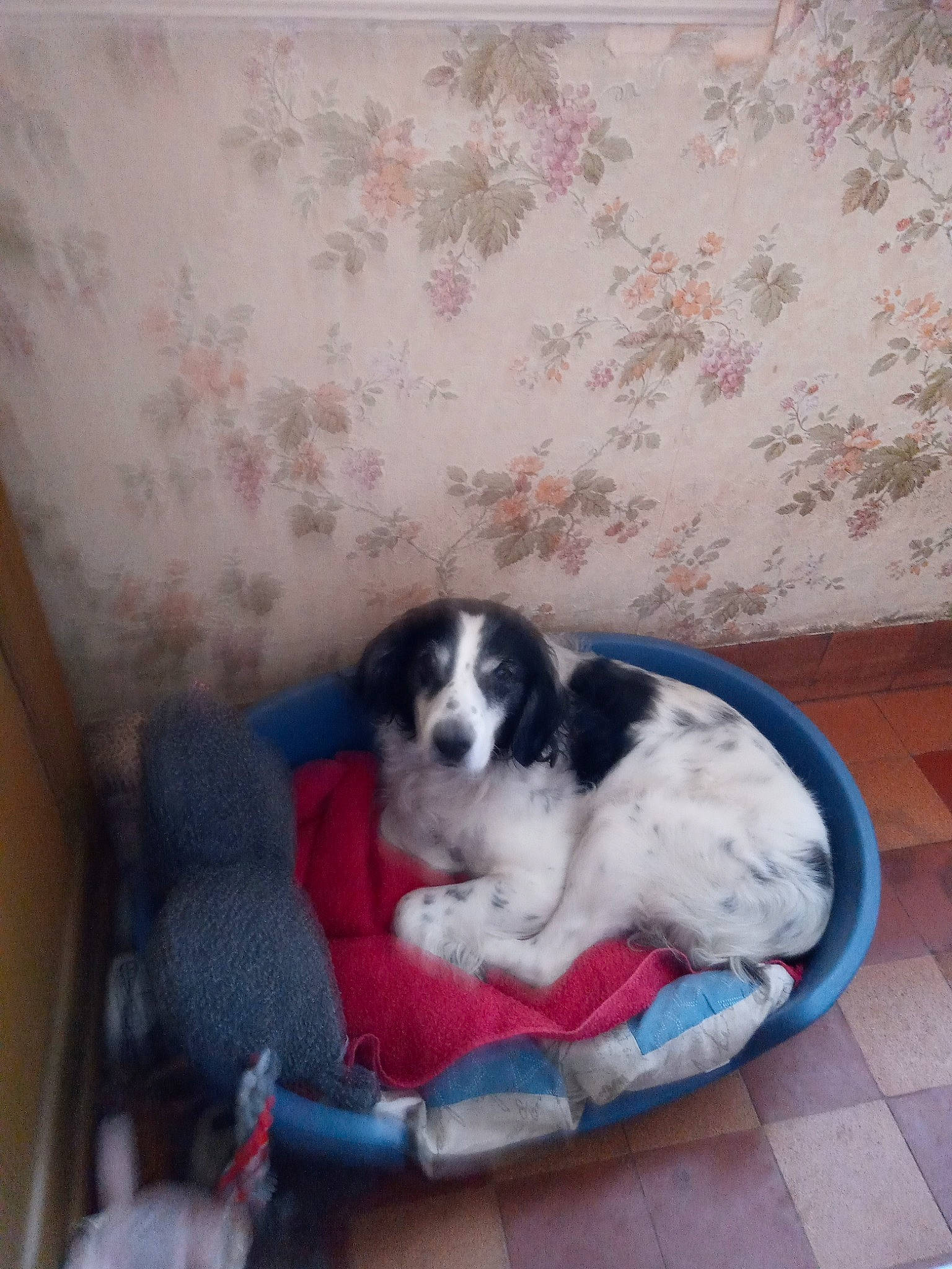 Donald a rejoint le concours — aidez-le/la à gagner de superbes lots ! canidae, carnivore, dog, dog_breed, english_springer_spaniel, landseer, mammal, mucuchies, puppy, russian_spaniel, sporting_group, tornjak, vertebrate