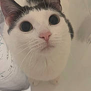 Lily is registered to the contest to win money with this photo: cat, pet, feline, close_up, whiskers, pink_nose, big_eyes, white_fur, black_spots, ears, portrait, curious, looking_up, indoor, bathroom, shower_curtain, soft_lighting, cute, small_animal, domestic