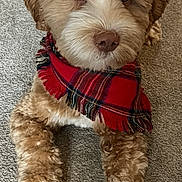 Braxton joined the competition — help win amazing prizes! puppy, dog, pet, scarf, tartan, red, fluffy, curly_fur, brown_fur, white markings, blue_eyes, lying_down, carpet, indoor, portrait, cute, adorable, animal, fashion, home