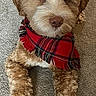 puppy, dog, pet, scarf, tartan, red, fluffy, curly_fur, brown_fur, white markings, blue_eyes, lying_down, carpet, indoor, portrait, cute, adorable, animal, fashion, home