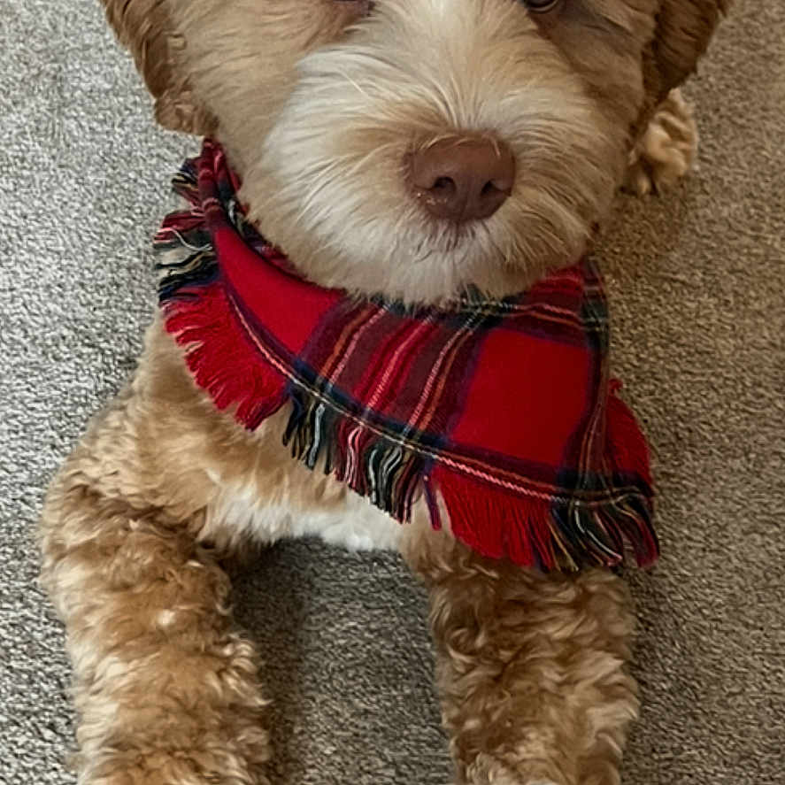 Braxton