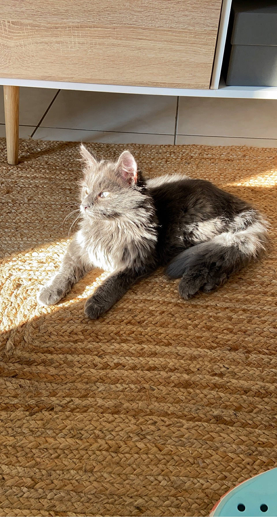 Oly a rejoint le concours — aidez-le/la à gagner de superbes lots ! canidae, carnivore, cat, claw, comfort, domestic_short_haired_cat, fawn, felidae, floor, flooring, fur, grey, hardwood, paw, small_to_medium_sized_cats, snout, tail, terrestrial_animal, whiskers, wood