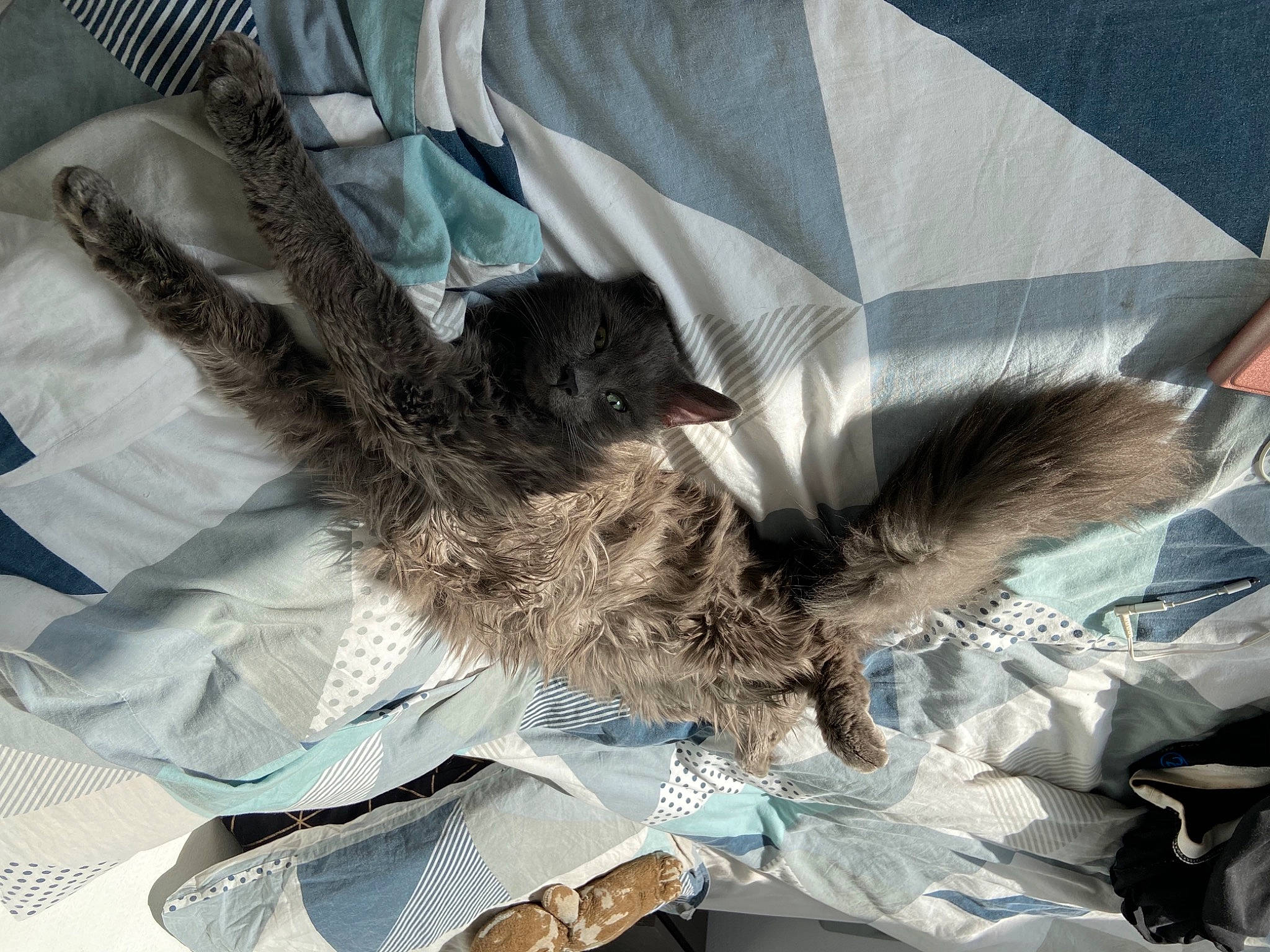 Oly participe au concours pour gagner de l'argent avec cette photo : accipitriformes, bat, beak, bird_of_prey, canidae, carnivore, claw, dog_breed, dress, fashion_accessory, feather, felidae, fur, grey, hat, nap, small_to_medium_sized_cats, sporting_group, tail, wing